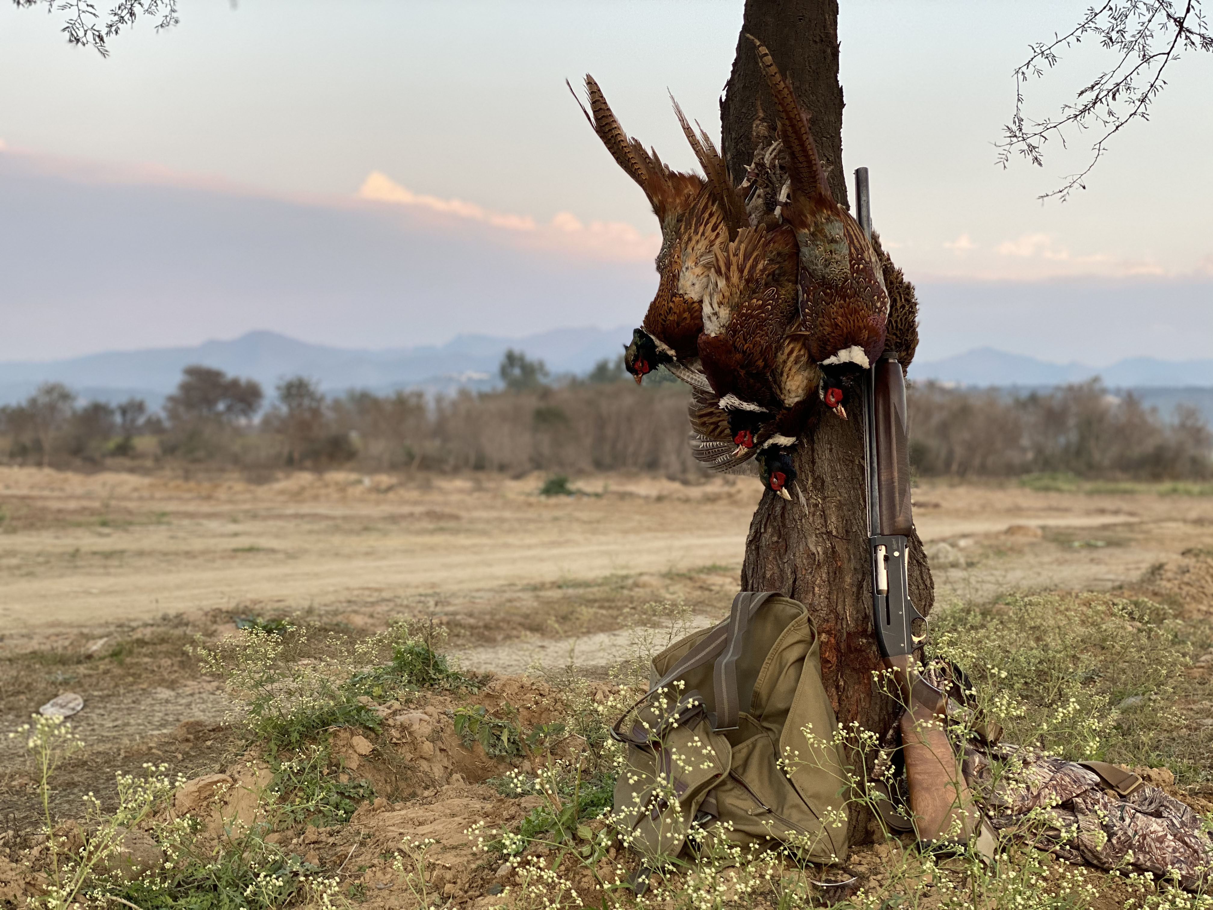 Pheasant Shoot in Pakistan, Punjab, Shikar